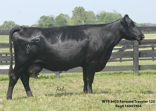125 was 9403Ã¢â‚¬â„¢s first calf and produced a $6000 bull at IBEP