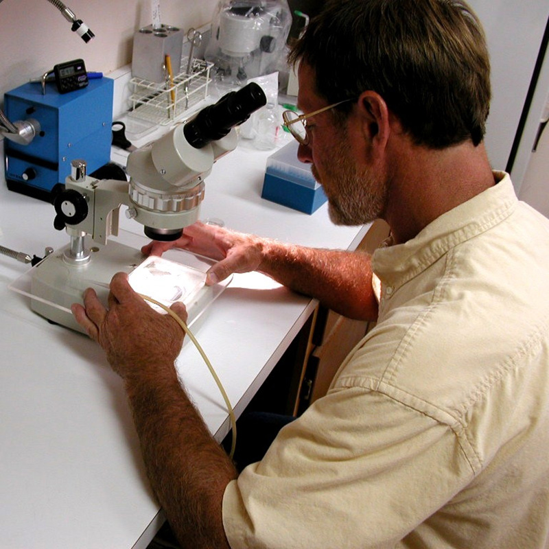 Embryo Transfer