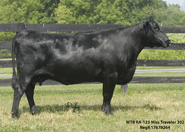 302 was 125Ã¢â‚¬â„¢s first calf and produced 501