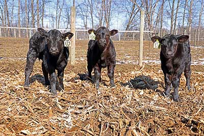 Three bull calves